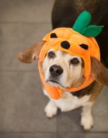 Pets and Halloween